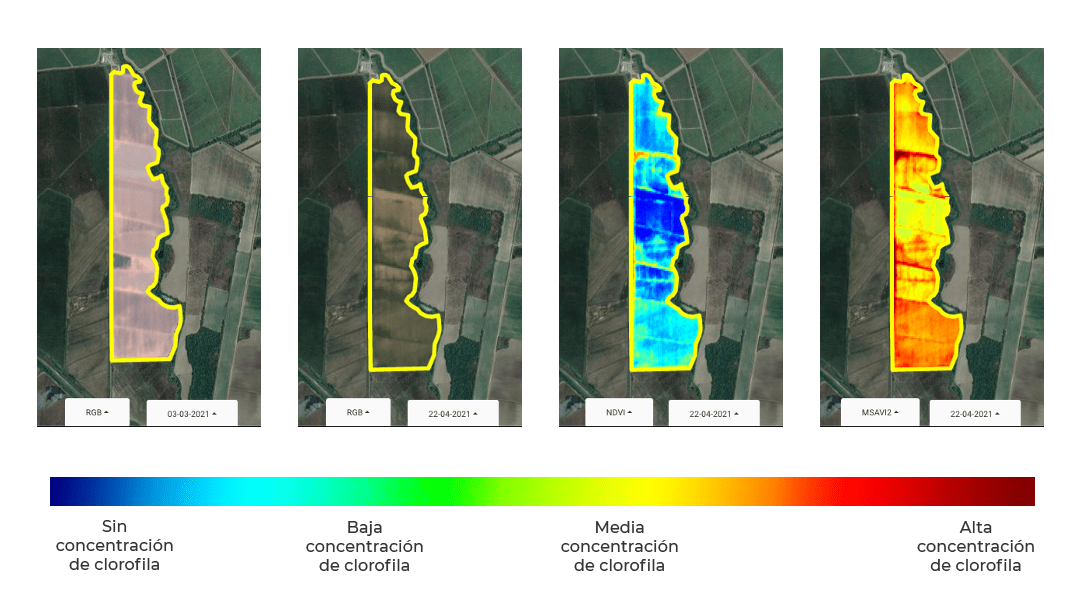 Ejemplo de Aplicación MSAVI2 - Comparativa RGB vs NDVI vs MSAVI2 en cultivos con suelo desnudo